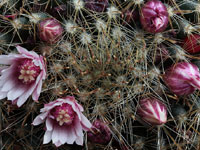 Mammillaria crinita